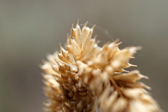 Phleum paniculatum