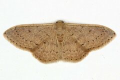 Idaea eugeniata