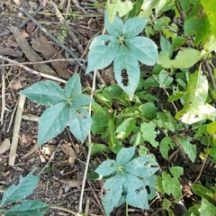 Parthenocissus quinquefolia