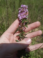 Lespedeza stuevei