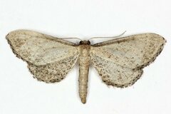 Idaea infirmaria