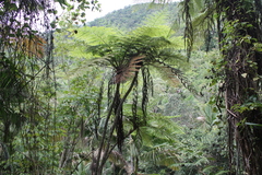 Cyatheaceae