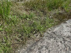 Panicum philadelphicum