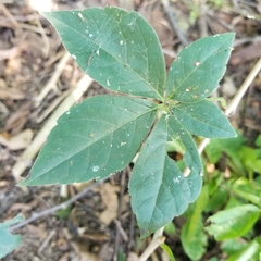 Parthenocissus quinquefolia