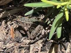 Lithobates sphenocephalus