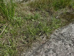 Panicum philadelphicum