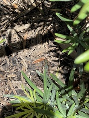 Lithobates sphenocephalus