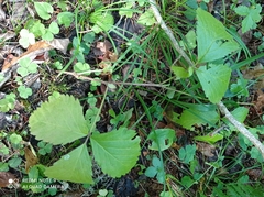Rubus saxatilis