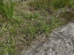 Panicum philadelphicum