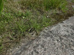 Panicum philadelphicum