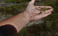 Panicum philadelphicum