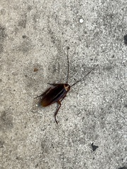 Periplaneta americana