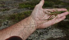 Panicum philadelphicum