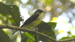 Trichothraupis melanops