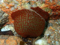 Actinia fragacea