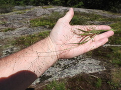 Panicum philadelphicum