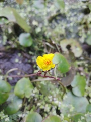 Utricularia australis