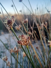 Hellmuthia membranacea