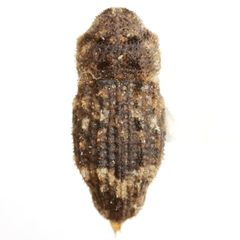 Tylodes cladotrichis