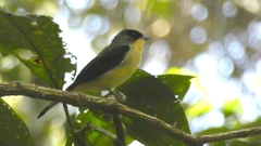 Trichothraupis melanops