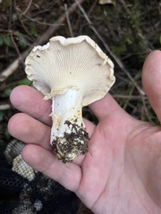 Cantharellus subalbidus