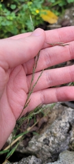 Muhlenbergia schreberi