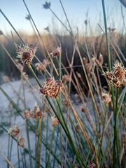 Hellmuthia membranacea