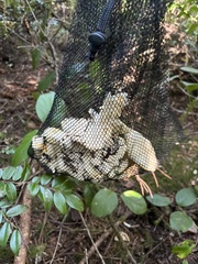 Cantharellus subalbidus