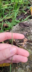 Muhlenbergia schreberi