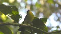 Trichothraupis melanops