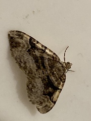 Xanthorhoe lacustrata