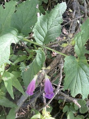 Nothochelone nemorosa