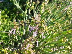 Cyphia crenata crenata