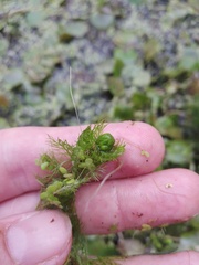 Utricularia australis