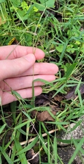 Muhlenbergia schreberi