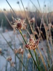 Hellmuthia membranacea