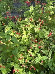 Salvia coccinea