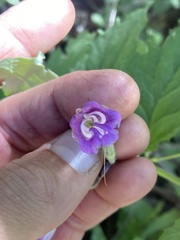 Nothochelone nemorosa