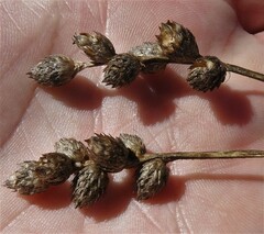 Carex cumulata