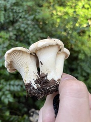 Cantharellus subalbidus