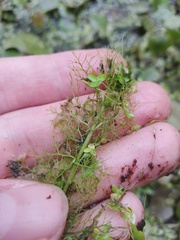 Utricularia australis