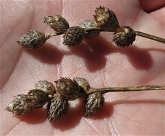 Carex cumulata