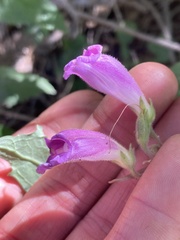 Nothochelone nemorosa