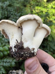 Cantharellus subalbidus