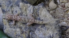 Hemidactylus robustus