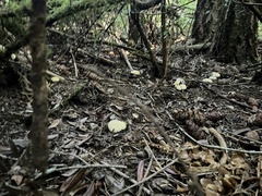 Cantharellus subalbidus