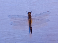 Pantala flavescens