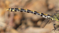 Onychogomphus uncatus