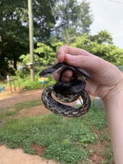 Pantherophis alleghaniensis