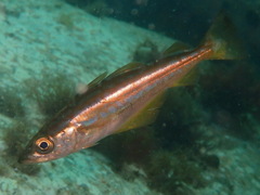 Pollachius pollachius